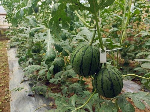 五一吃瓜群众网入口,揭秘热门话题背后的真相与笑料