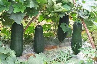 吃瓜资讯,吃瓜群众眼中的明星幕后故事