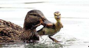 娱乐吃瓜鸭男人品种,吃瓜鸭视角下的男人品种大揭秘